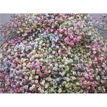 Gipsofila Dyed Rainbow c1565