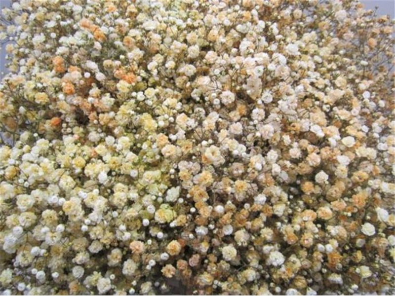 Gipsofila Dyed Salmon c1567