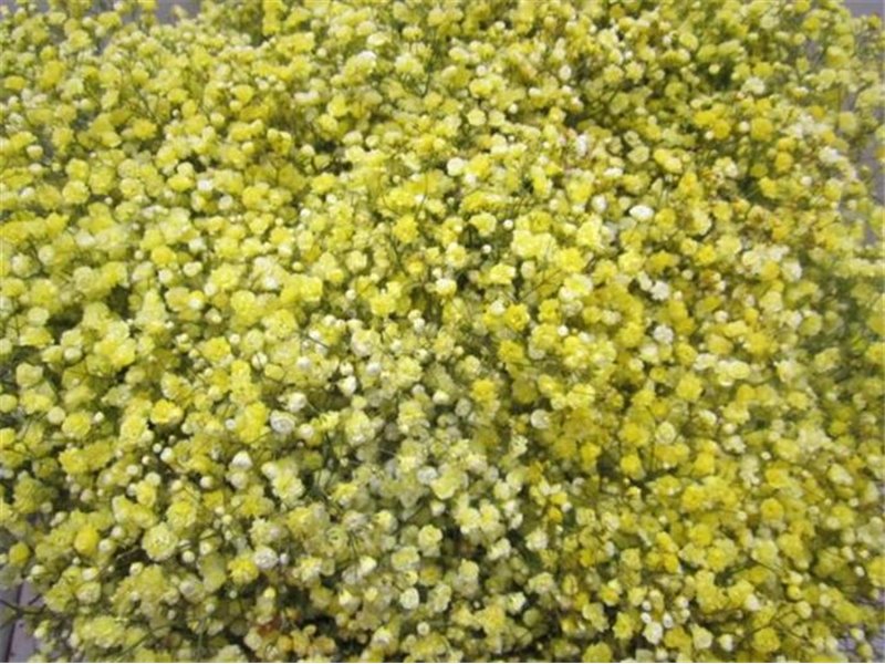 Gipsofila Dyed Yellow c1572