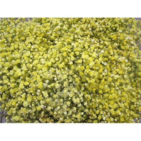 Gipsofila Dyed Yellow c1572