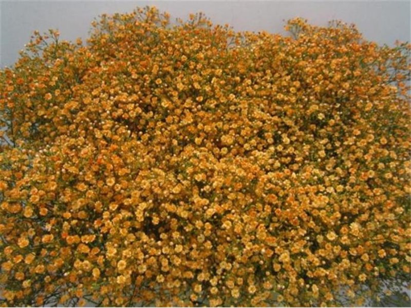 Gipsofila Dyed Yellow 30 c1574