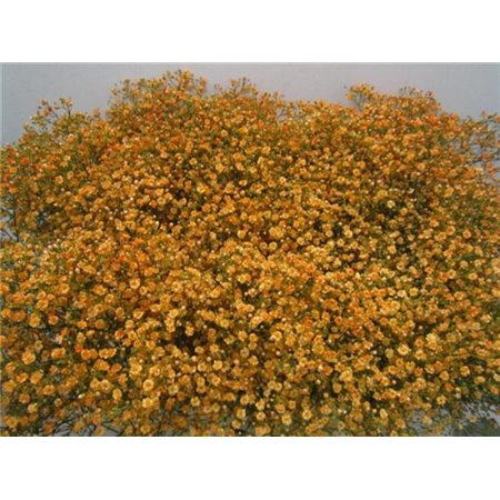 Gipsofila Dyed Yellow 30 c1574