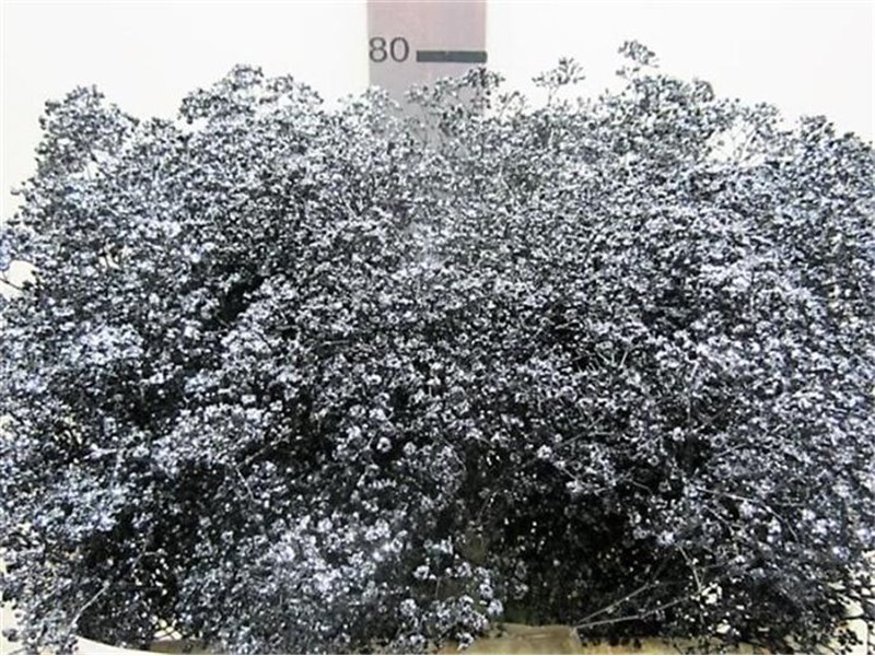 Gipsofila Mill St Black c1577