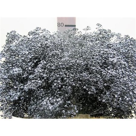 Gipsofila Mill St Black c1577