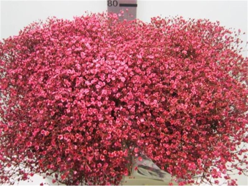 Gipsofila Mill St Blue c1579