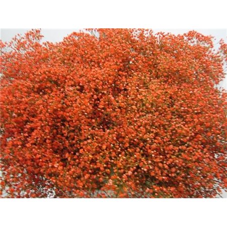 Gipsofila Mill St Coral c1580