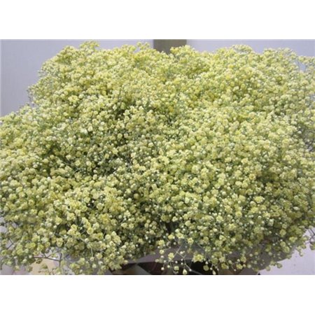 Gipsofila Mill St Creme c1581