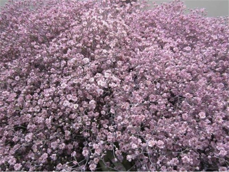 Gipsofila Mill St Milka c1583