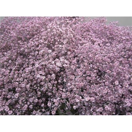 Gipsofila Mill St Milka c1583