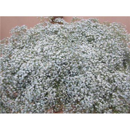 Gipsofila Mill St Pale Blue c1586