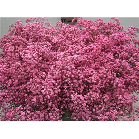 Gipsofila Mill St Pink c1588