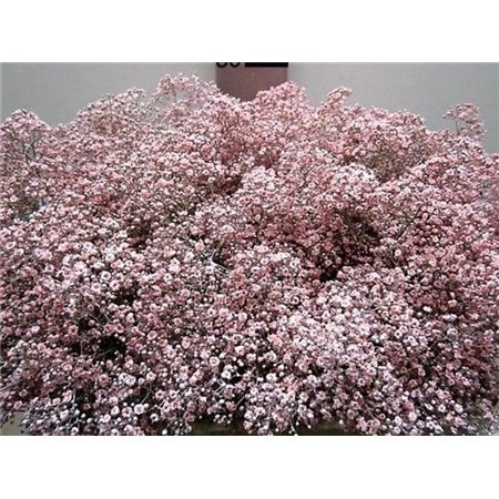 Gipsofila Mill St Rose c1590