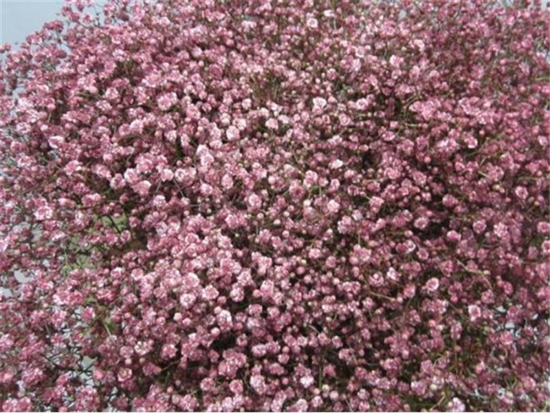 Gipsofila Mill St Rose c1591