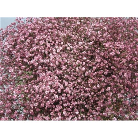 Gipsofila Mill St Rose c1591