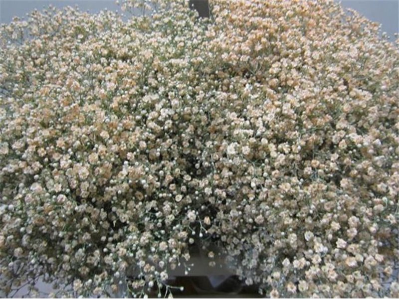 Gipsofila Mill St Salmon c1592