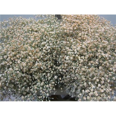 Gipsofila Mill St Salmon c1592