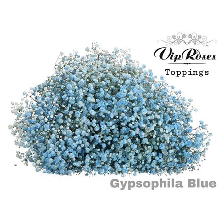 Gipsofila Pa Blue c1594