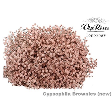 Gipsofila Pa Bordeaux c1596