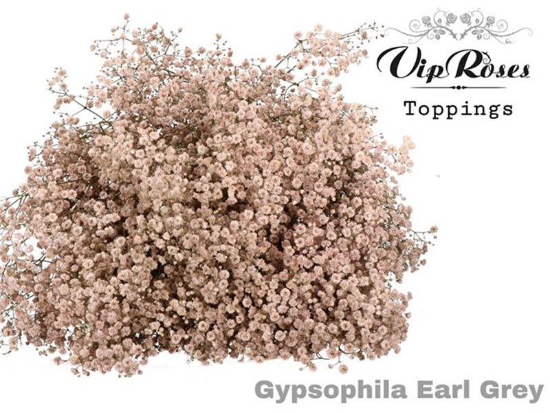 Gipsofila Pa Earl Grey c1598