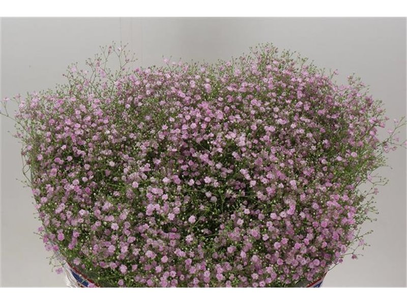 Gipsofila Pa My Pink c1601