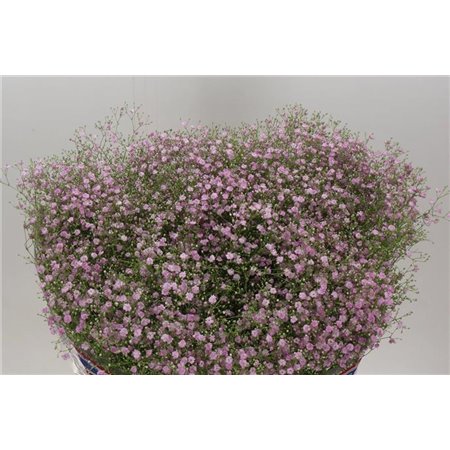 Gipsofila Pa My Pink c1601