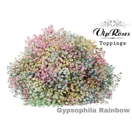 Gipsofila Pa Rainbow Pastel c1605