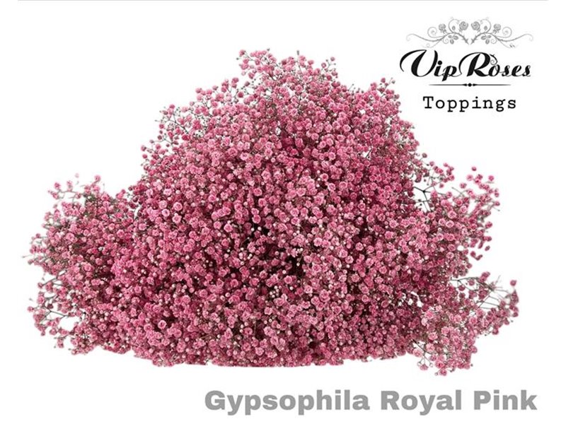 Gipsofila Pa Royal Pink c1608