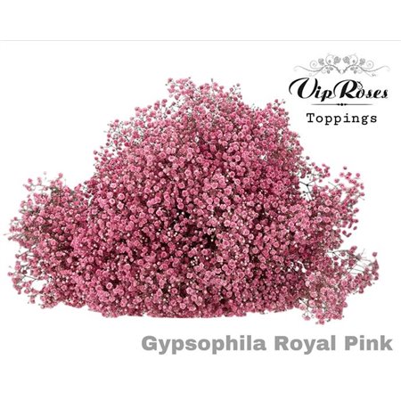 Gipsofila Pa Royal Pink c1608