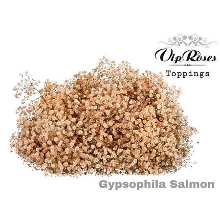 Gipsofila Pa Salmon c1609