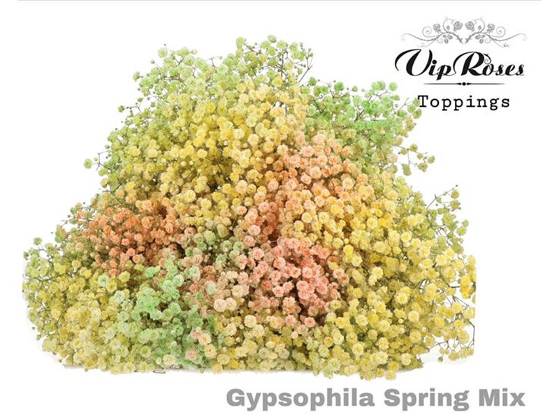 Gipsofila Pa Salmon c1610