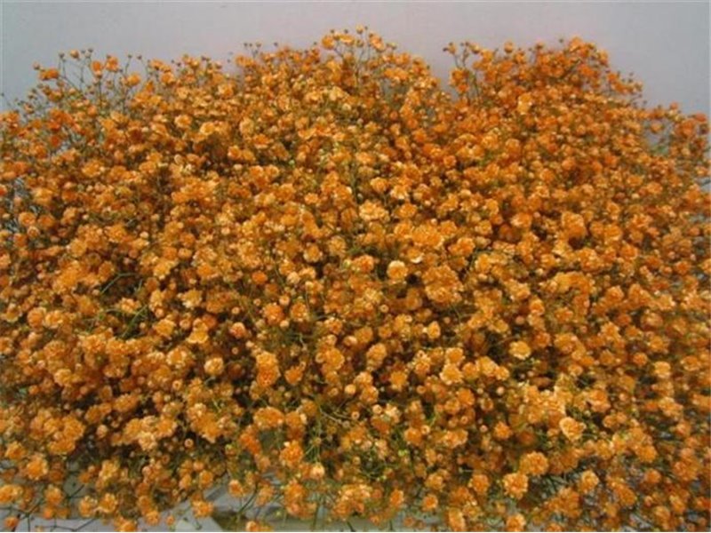 Gipsofila Xlence Apricot c1616