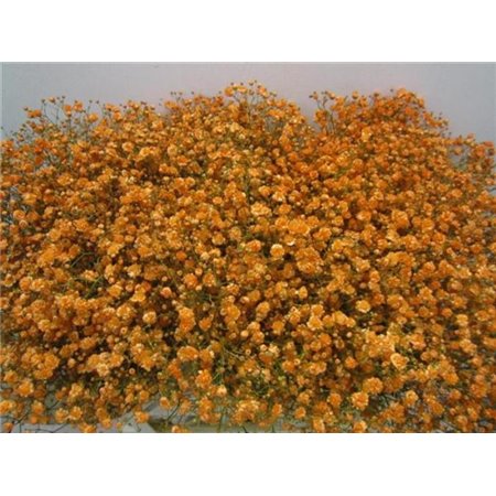Gipsofila Xlence Apricot c1616