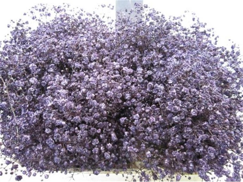 Gipsofila Xlence Aubergine c1617