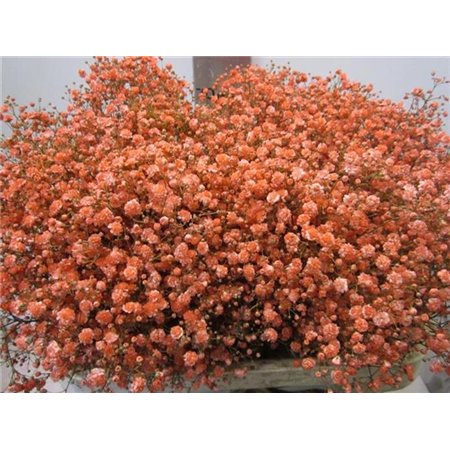 Gipsofila Xlence Coral c1620