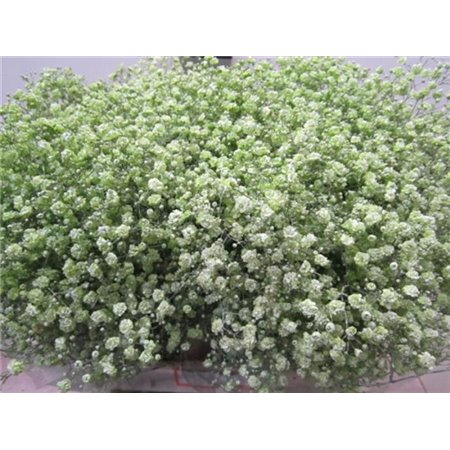 Gipsofila Xlence Green c1622