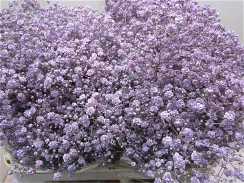 Gipsofila Xlence Green c1623