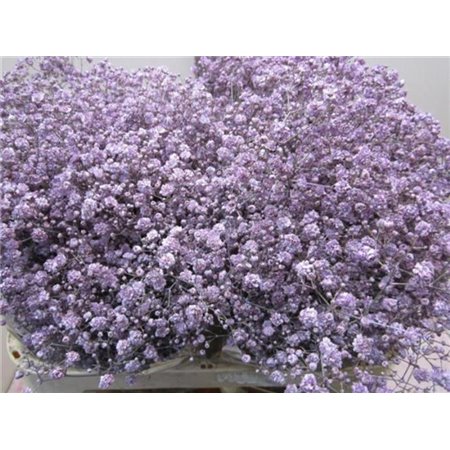 Gipsofila Xlence Green c1623