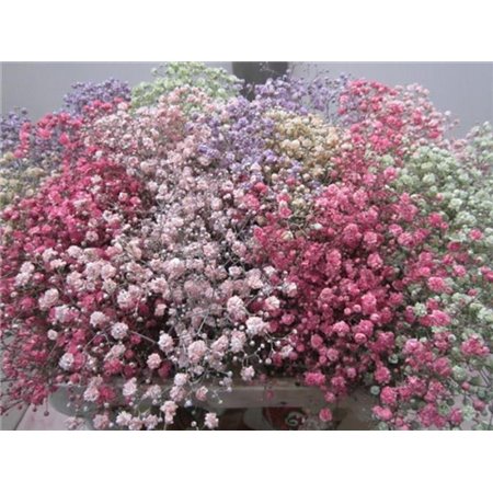 Gipsofila Xlence Mixed c1624