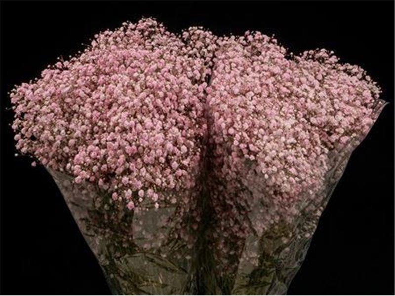 Gipsofila Xlence Pale Pink x25 40gr c1627