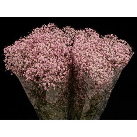 Gipsofila Xlence Pale Pink x25 40gr c1627