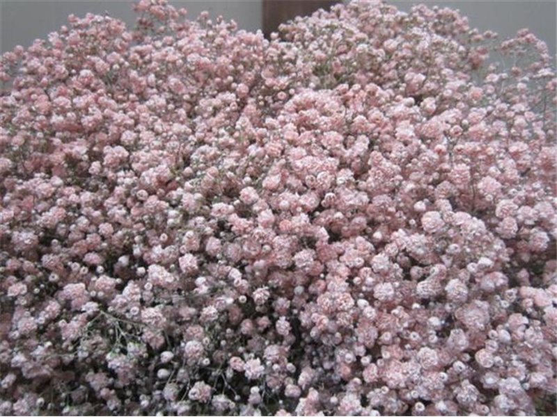 Gipsofila Xlence Rose c1629