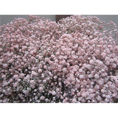 Gipsofila Xlence Rose c1629