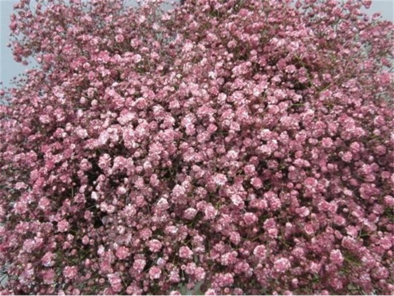 Gipsofila Xlence Rose c1630