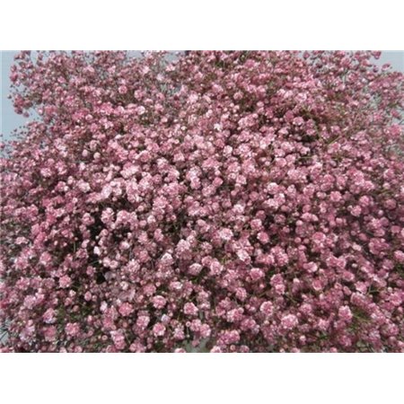 Gipsofila Xlence Rose c1630