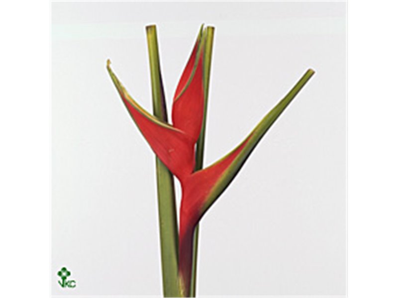 Gipsofila Xlence Yellow c1633