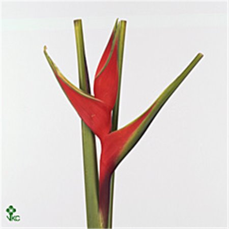 Gipsofila Xlence Yellow c1633