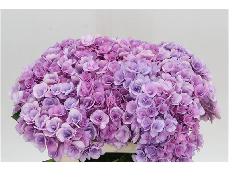 Hortenzija M Beau Calypso Purple c1656