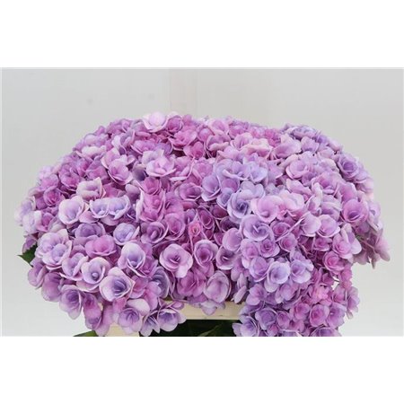 Hortenzija M Beau Calypso Purple c1656