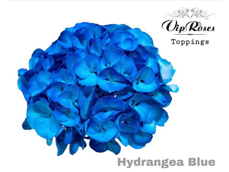 Hortenzija M Blue 60cm c1659