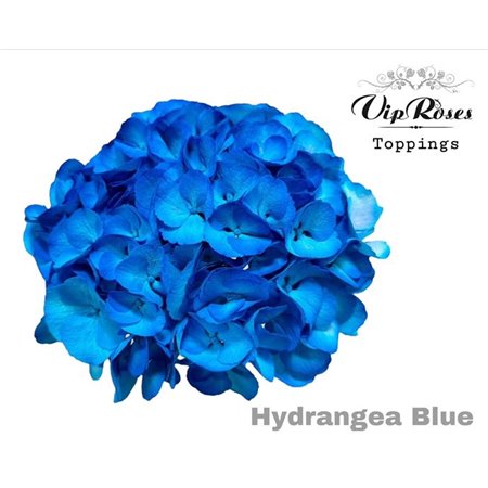 Hortenzija M Blue 60cm c1659